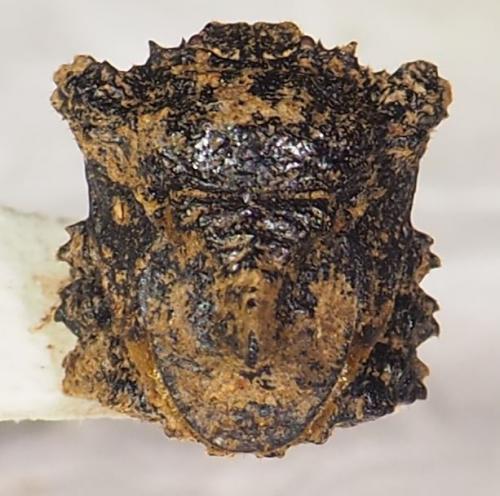 Cyrtocoris egeris